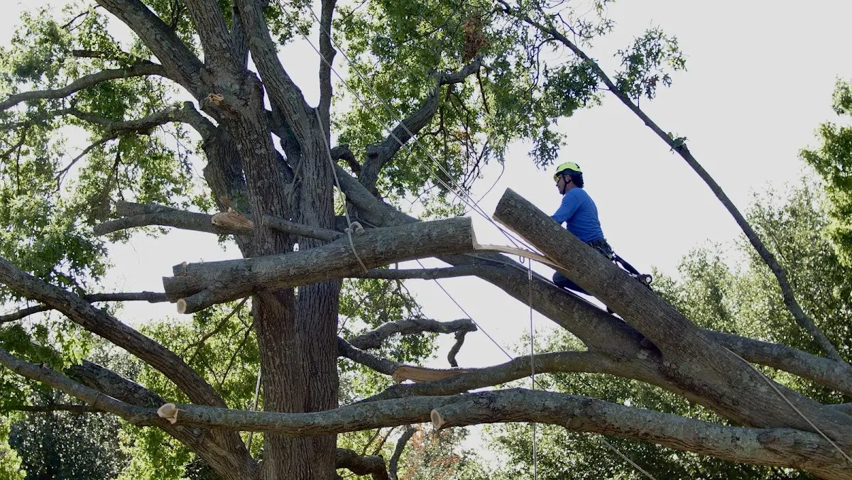Professional Crown Thinning performed by certified arborists in Winger